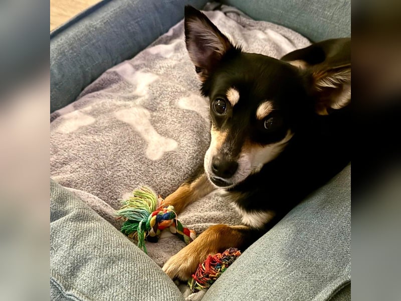 Olivia sucht ein Zuhause