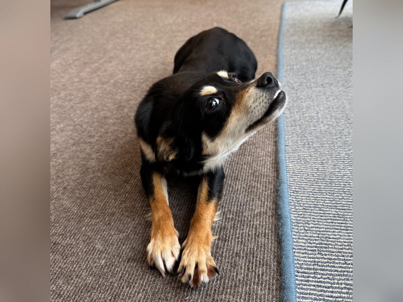 Olivia sucht ein Zuhause