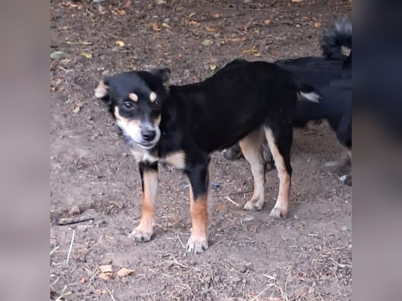 Olivia sucht ein Zuhause / eine Pflegestelle