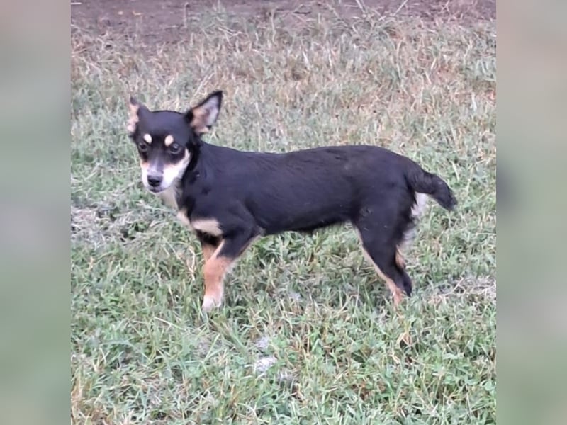 Olivia sucht ein Zuhause / eine Pflegestelle