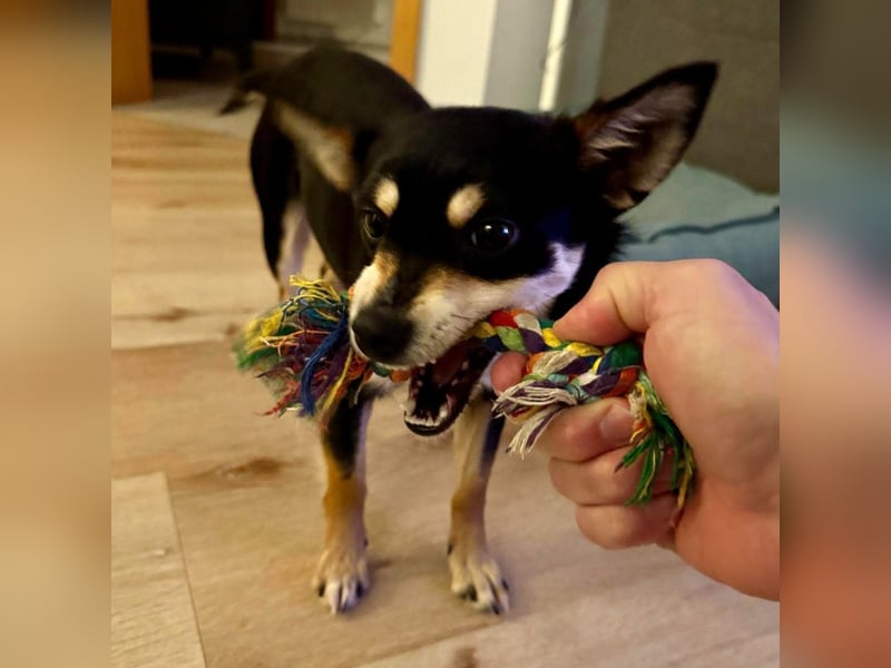 Olivia sucht ein Zuhause