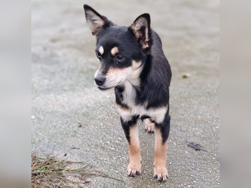 Olivia sucht ein Zuhause / eine Pflegestelle