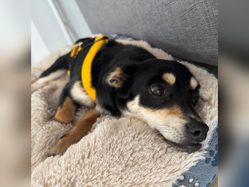 Olivia sucht ein Zuhause