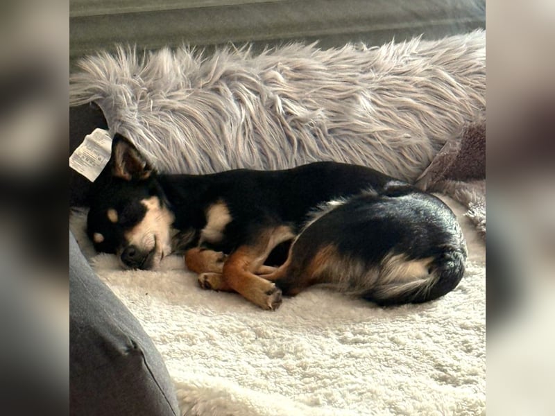 Olivia sucht ein Zuhause