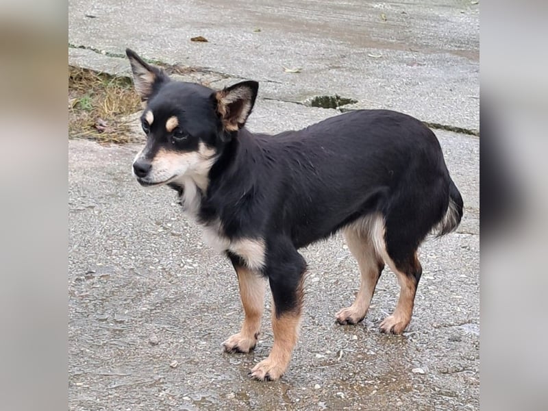 Olivia sucht ein Zuhause / eine Pflegestelle