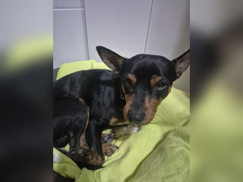 Toby, wurde einfach entsorgt