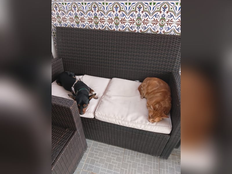 Toby, wurde einfach entsorgt