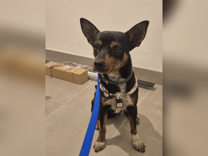 Toby, wurde einfach entsorgt