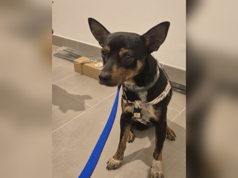 Toby, wurde einfach entsorgt