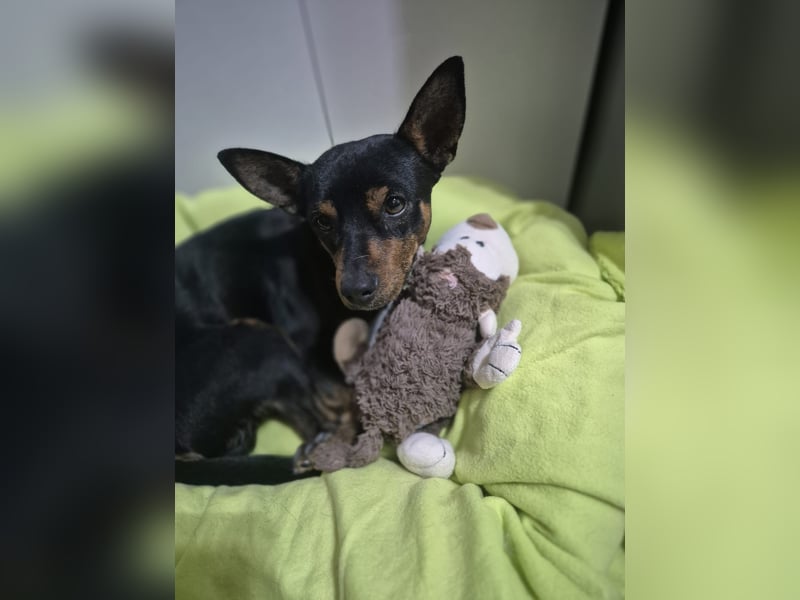 Toby, wurde einfach entsorgt