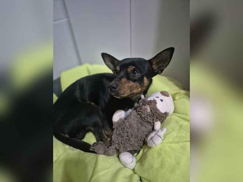 Toby, wurde einfach entsorgt