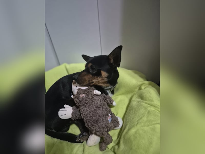 Toby, wurde einfach entsorgt