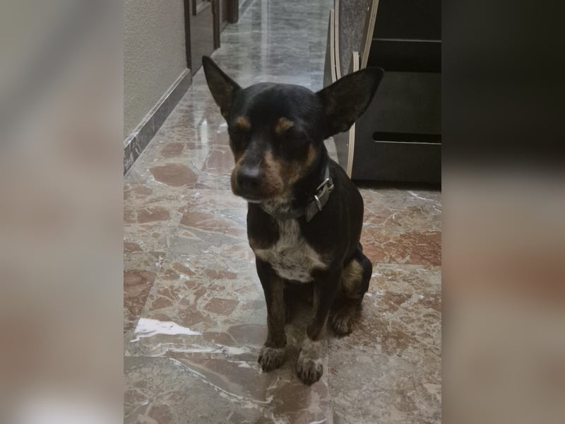 Toby, wurde einfach entsorgt