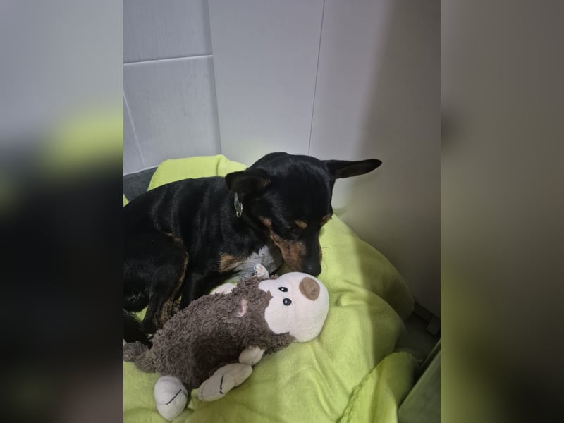 Toby, wurde einfach entsorgt