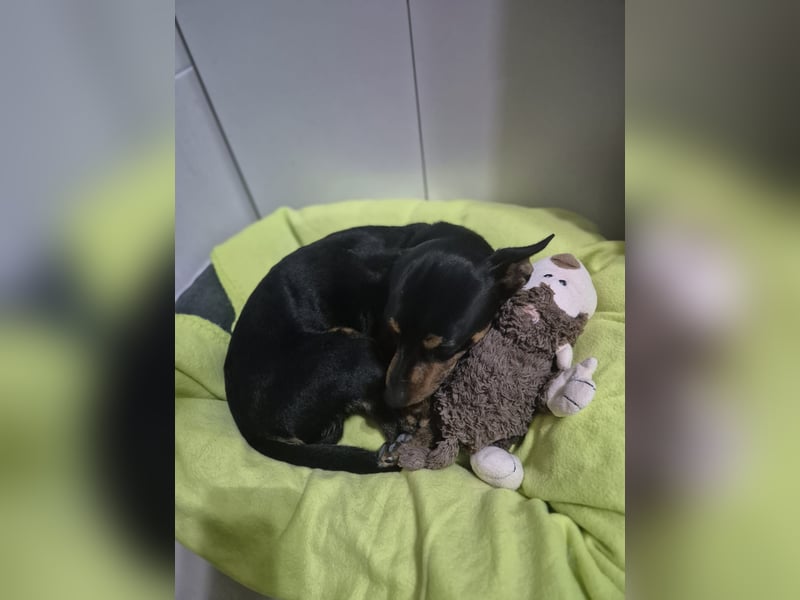 Toby, wurde einfach entsorgt