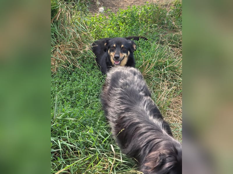 Pauli - kleiner Schatz