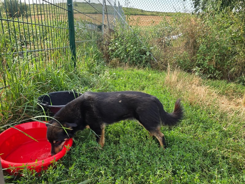 Pauli - kleiner Schatz