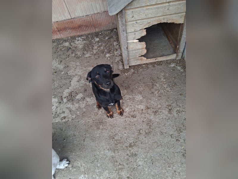 Wilma - sollte sterben