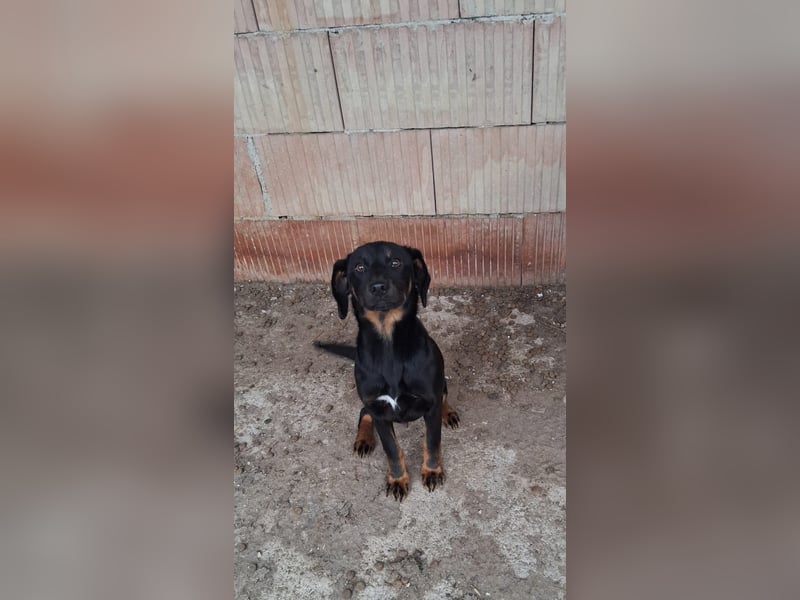 Wilma - sollte sterben