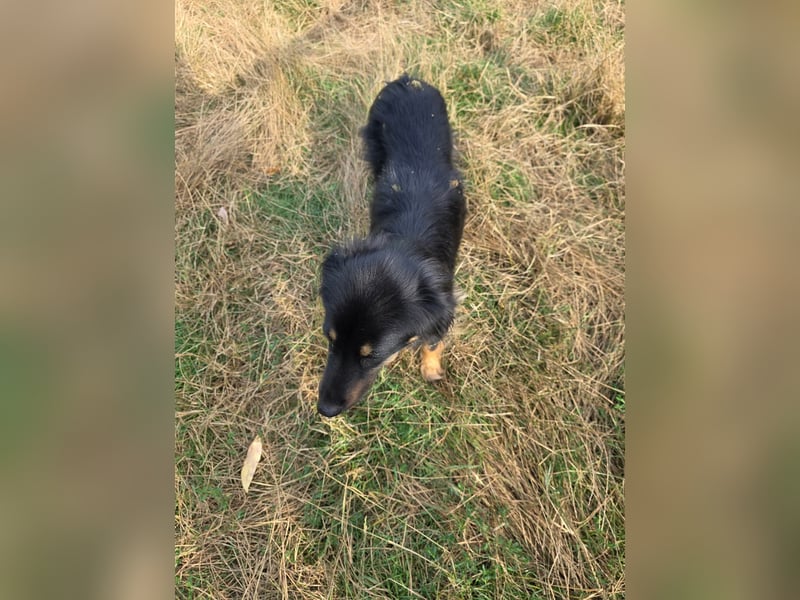 Pauli - kleiner Schatz