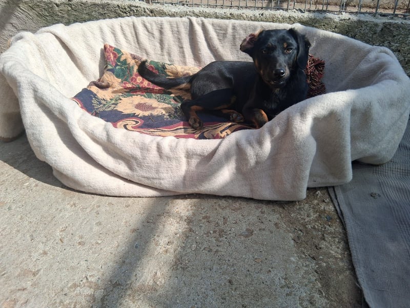 Wilma - sollte sterben