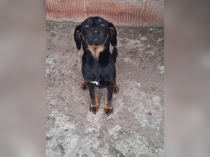 Wilma - sollte sterben