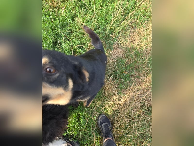 Pauli - kleiner Schatz