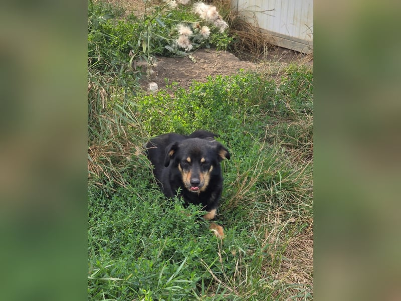 Pauli - kleiner Schatz