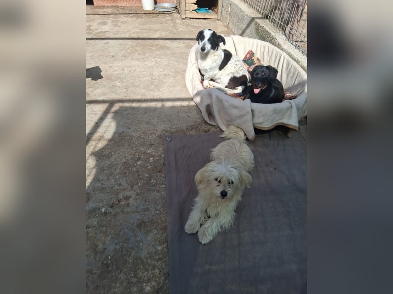 Wilma - sollte sterben