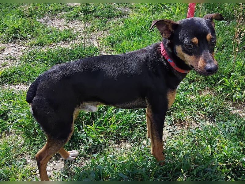 Zuckersüßer Donut - sensibler kleiner Herzenshund sucht sein Glück