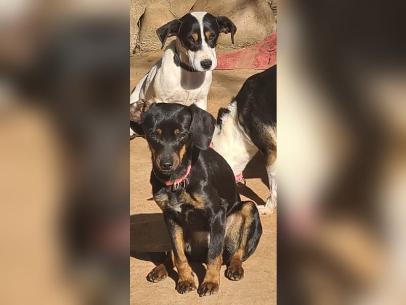 Katerine, eine kleine zarte Begleiterin