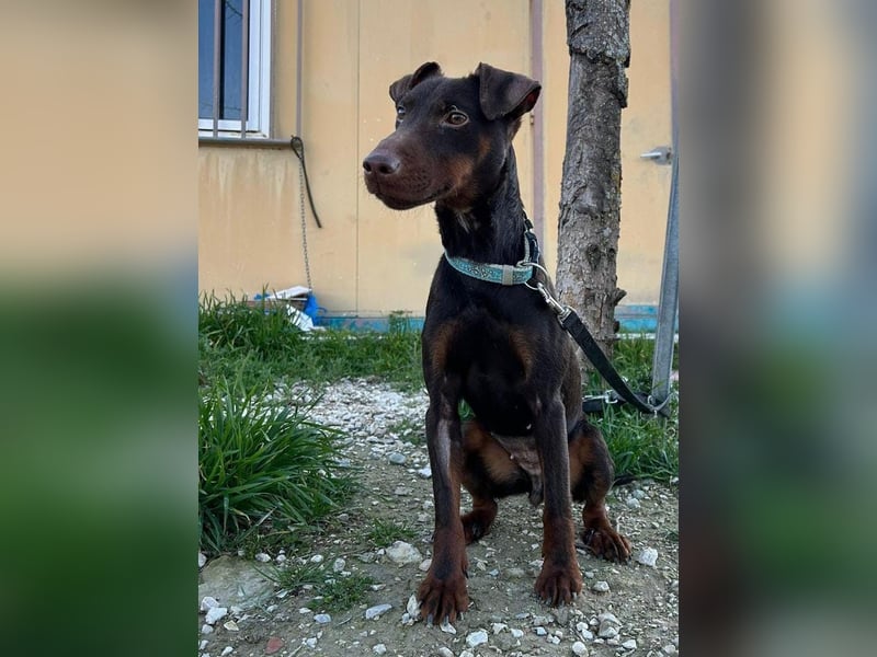 Jazmín  - lebensfroh, anhänglich und voller Hoffnung