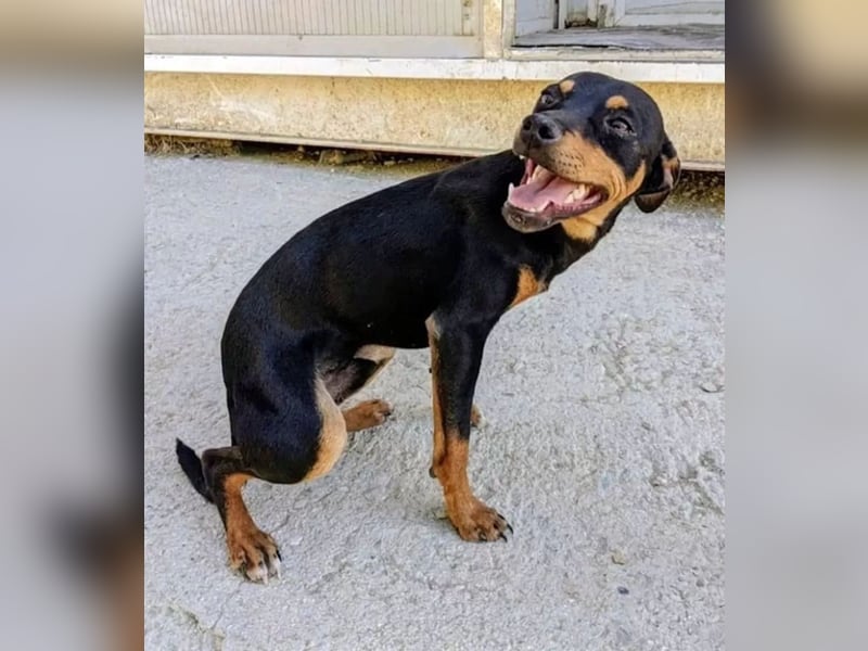 Cooper - kleiner Herzenshund mit großer Lebensfreude sucht sein Für-immer-Zuhause