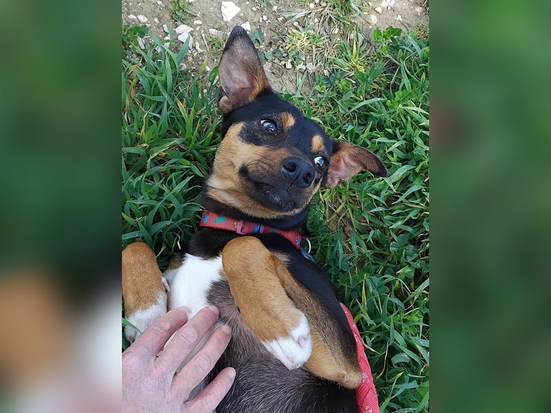 Zuckersüßer Donut - sensibler kleiner Herzenshund sucht sein Glück