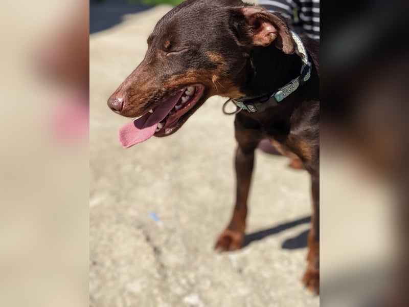 Jazmín  - lebensfroh, anhänglich und voller Hoffnung