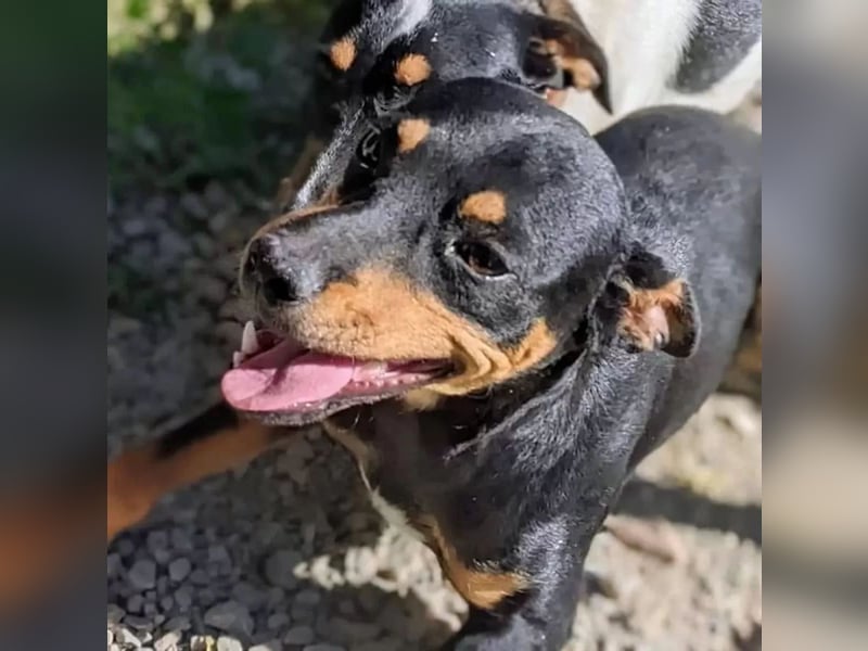Cooper - kleiner Herzenshund mit großer Lebensfreude sucht sein Für-immer-Zuhause
