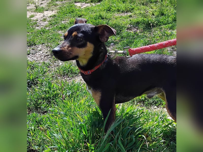 Zuckersüßer Donut - sensibler kleiner Herzenshund sucht sein Glück