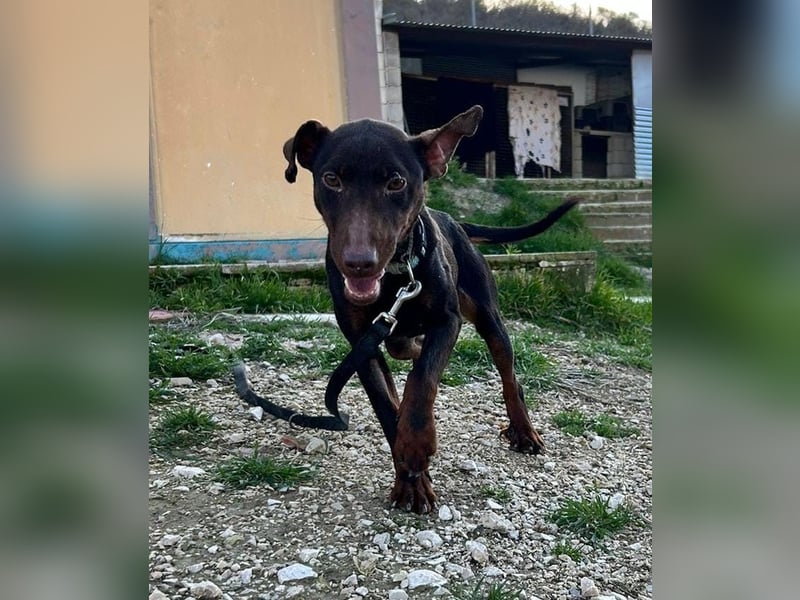 Jazmín  - lebensfroh, anhänglich und voller Hoffnung