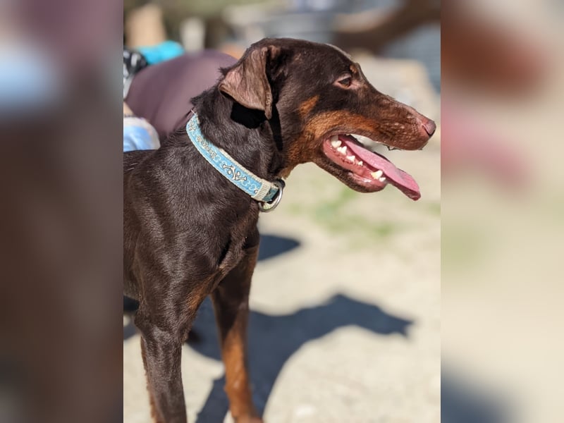 Jazmín  - lebensfroh, anhänglich und voller Hoffnung