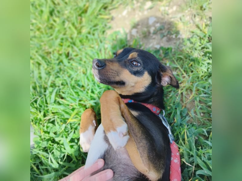 Zuckersüßer Donut - sensibler kleiner Herzenshund sucht sein Glück