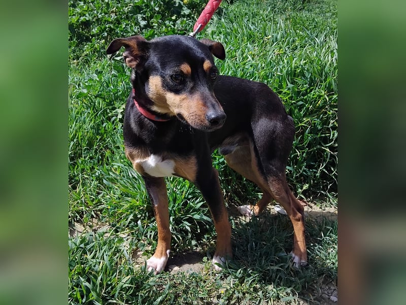 Zuckersüßer Donut - sensibler kleiner Herzenshund sucht sein Glück