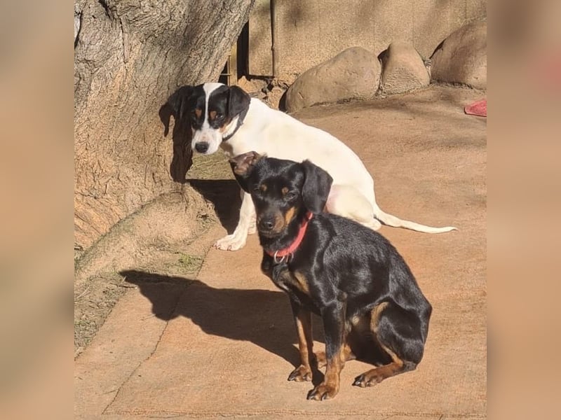 Katerine, eine kleine zarte Begleiterin