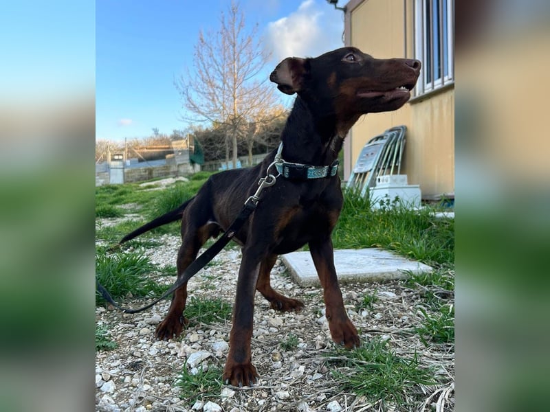 Jazmín  - lebensfroh, anhänglich und voller Hoffnung