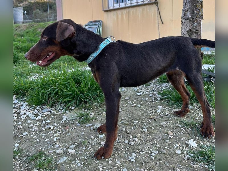 Jazmín  - lebensfroh, anhänglich und voller Hoffnung