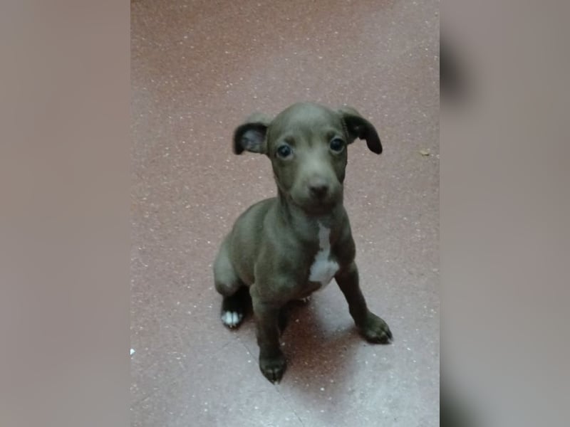 Fran(k) auf Familiensuche