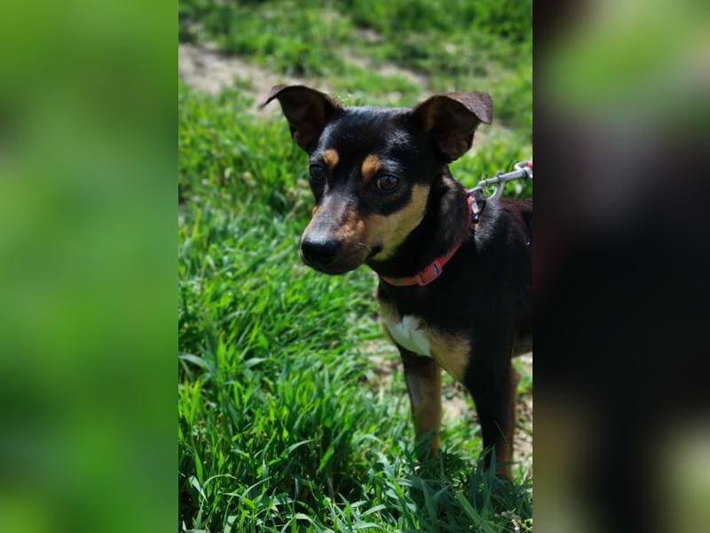 Zuckersüßer Donut - sensibler kleiner Herzenshund sucht sein Glück