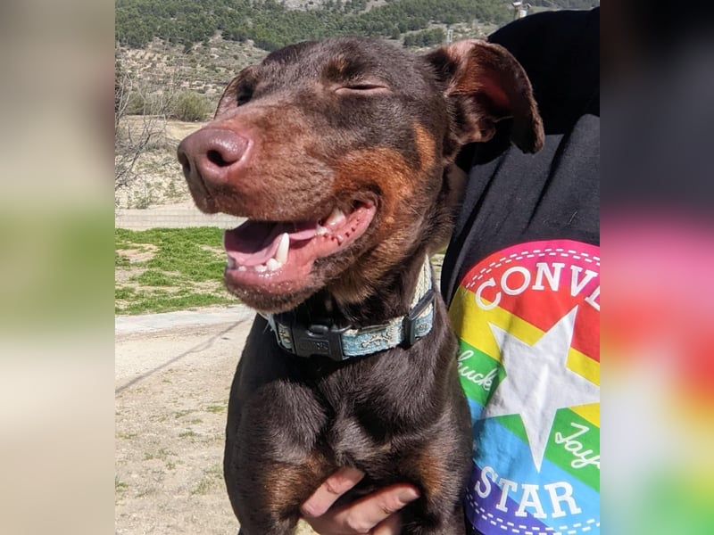 Jazmín  - lebensfroh, anhänglich und voller Hoffnung