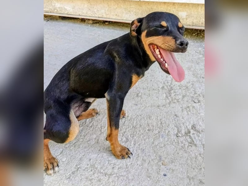 Cooper - kleiner Herzenshund mit großer Lebensfreude sucht sein Für-immer-Zuhause