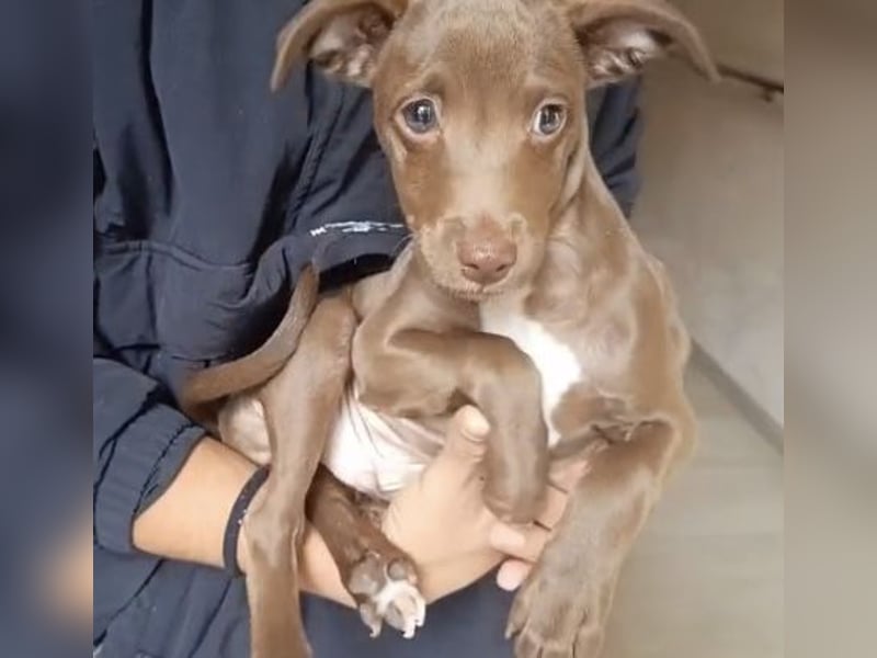 Fran(k) auf Familiensuche