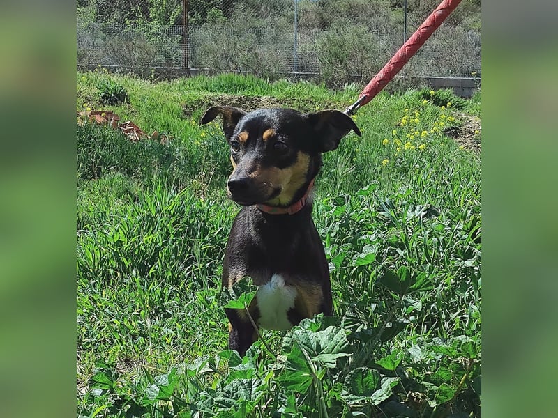 Zuckersüßer Donut - sensibler kleiner Herzenshund sucht sein Glück